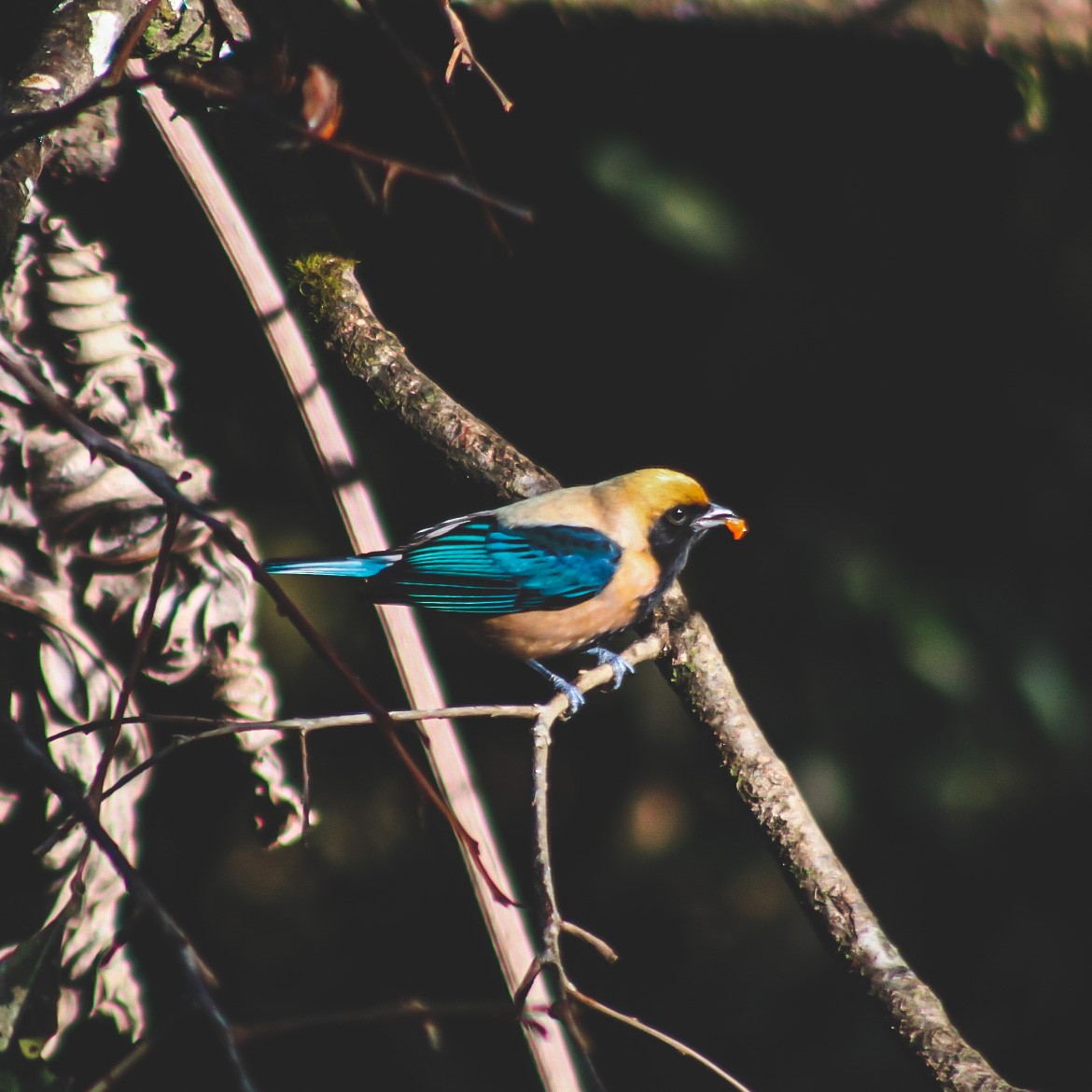 Burnished-buff Tanager - ML647147049