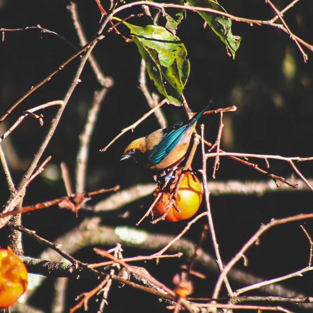 Burnished-buff Tanager - ML647147050