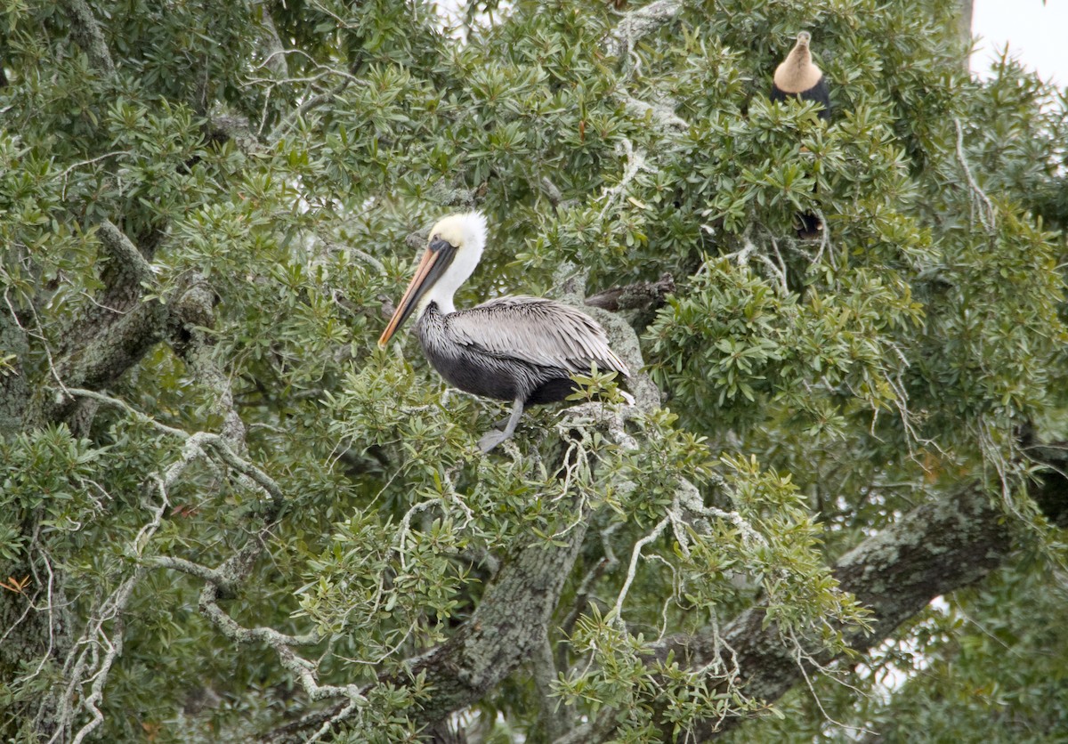 Brown Pelican - ML647147061