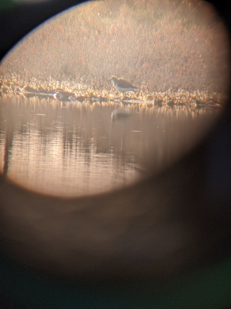 Spotted Sandpiper - ML647147062