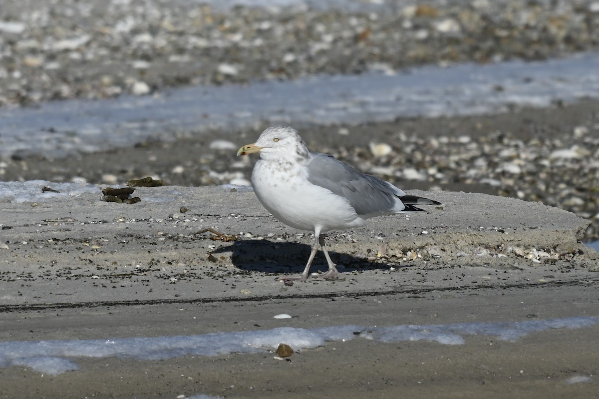 racek americký - ML647147063