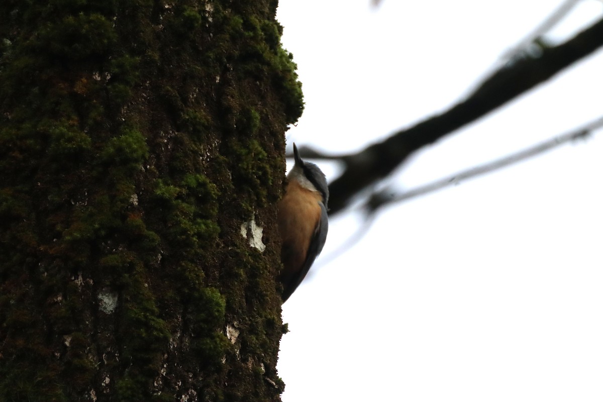 Повзик звичайний - ML647147076