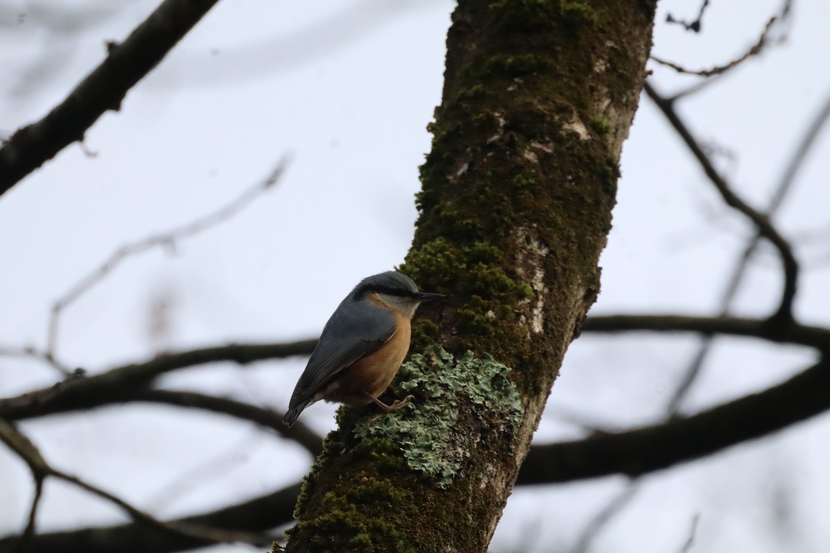 Повзик звичайний - ML647147078