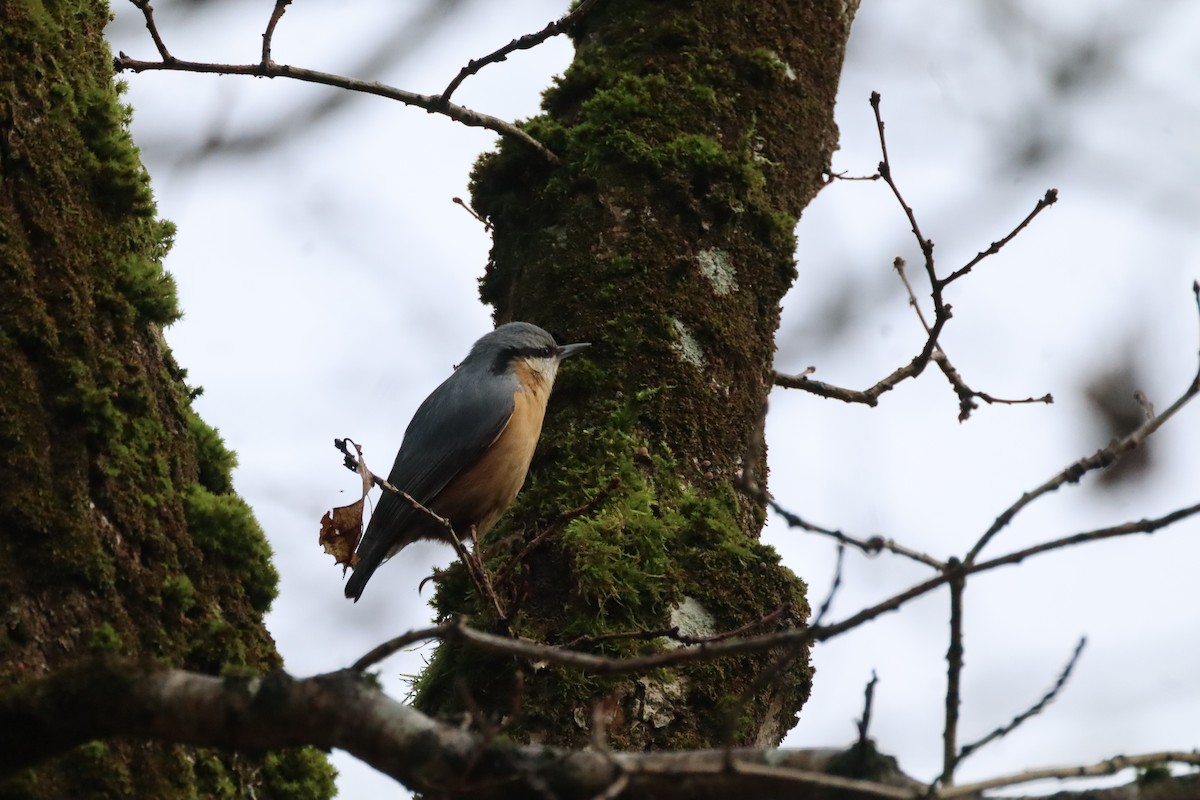 Повзик звичайний - ML647147079