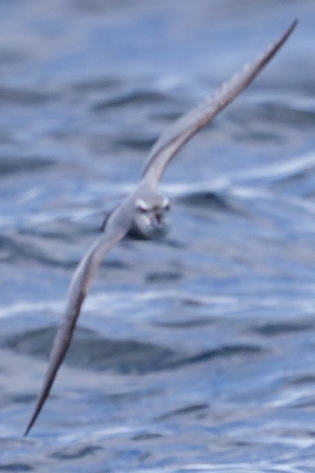 Salvin's Prion - ML647147084