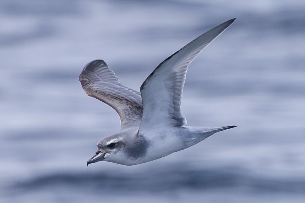 Salvin's Prion - ML647147085