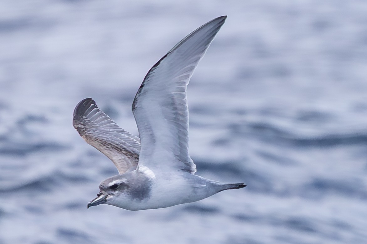 Salvin's Prion - ML647147086