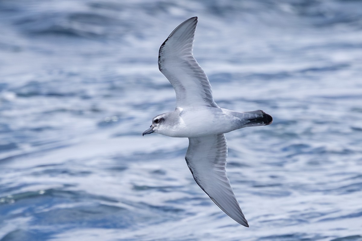 Salvin's Prion - ML647147087