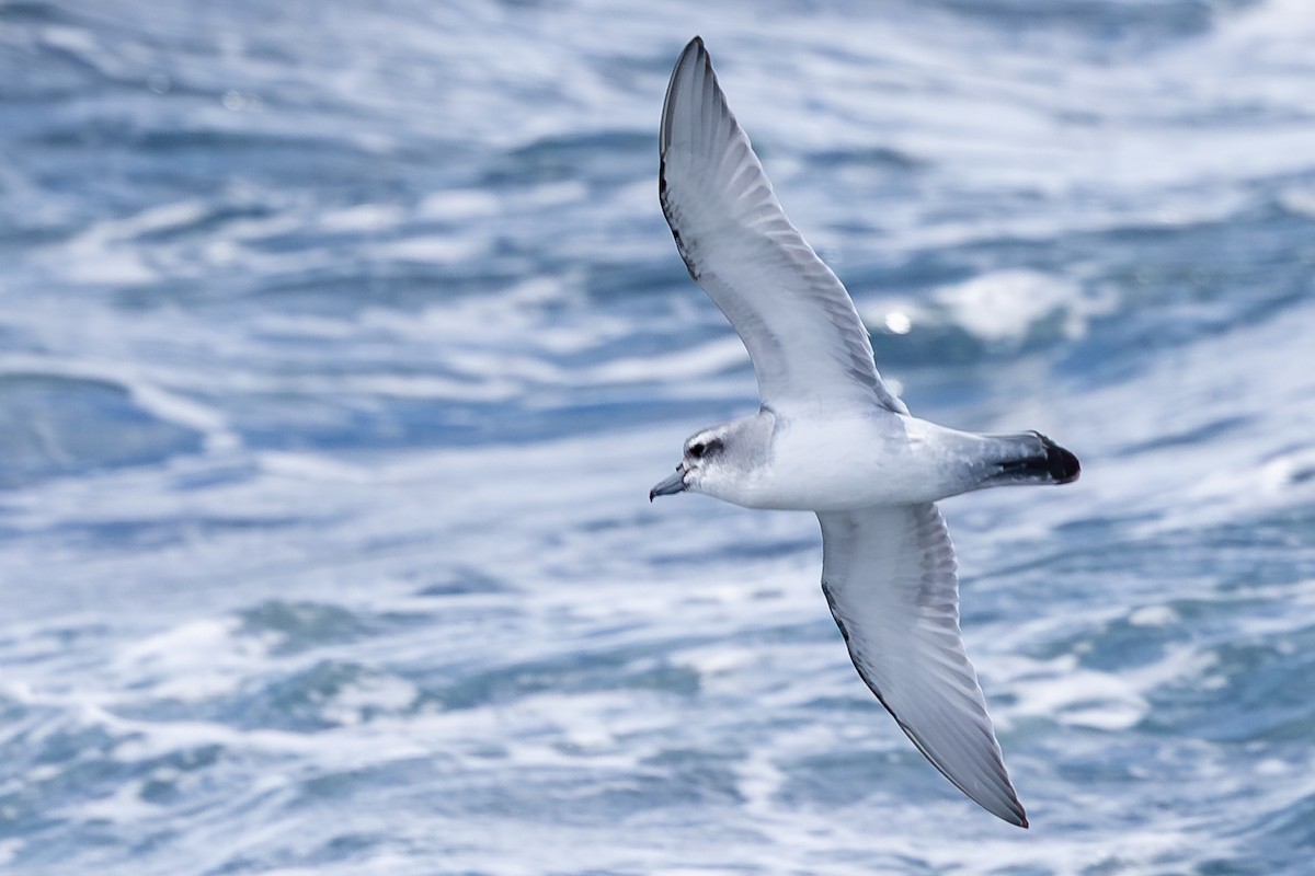 Salvin's Prion - ML647147088