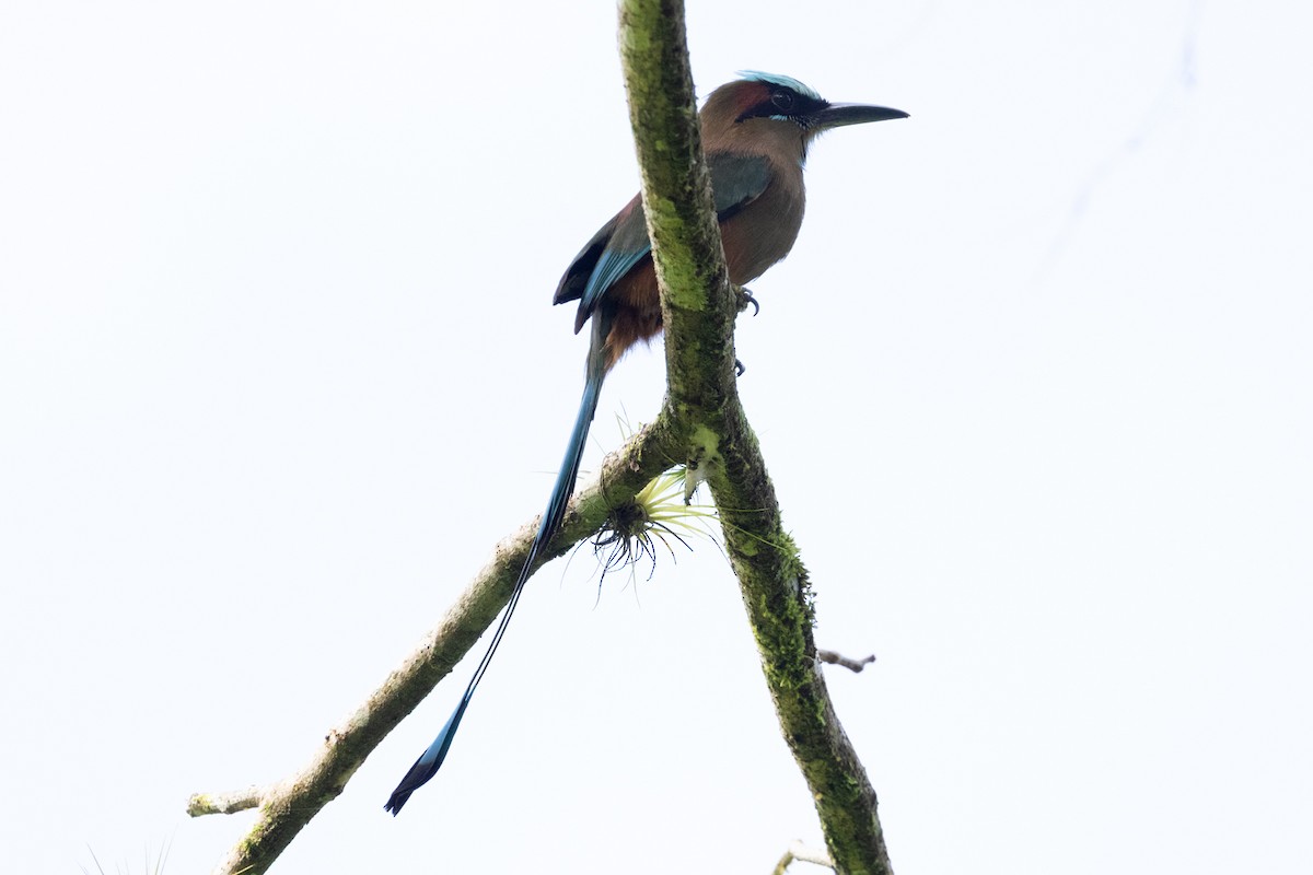 momot skořicovobřichý - ML647147089