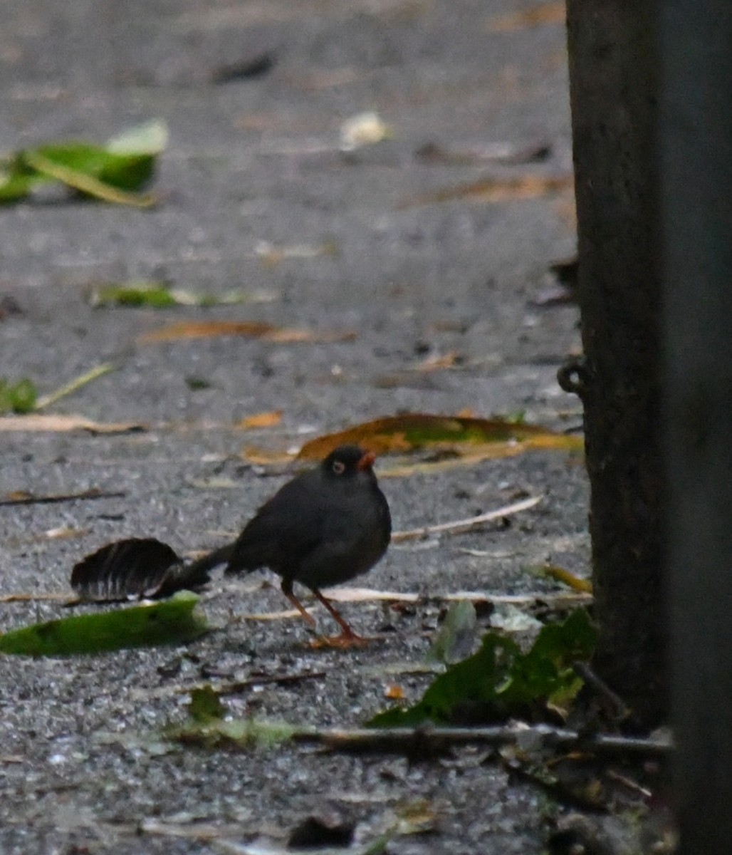 Slaty-backed Nightingale-Thrush - ML647147108