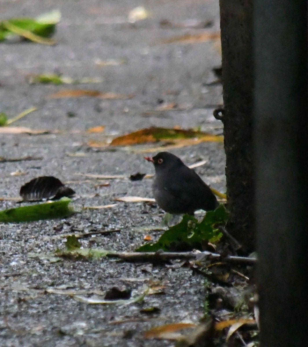 Slaty-backed Nightingale-Thrush - ML647147109