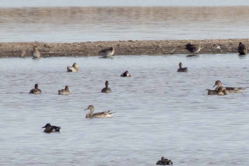 Spießente - ML647147120