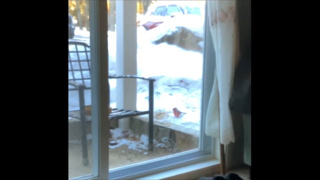 rødkardinal - ML647147122