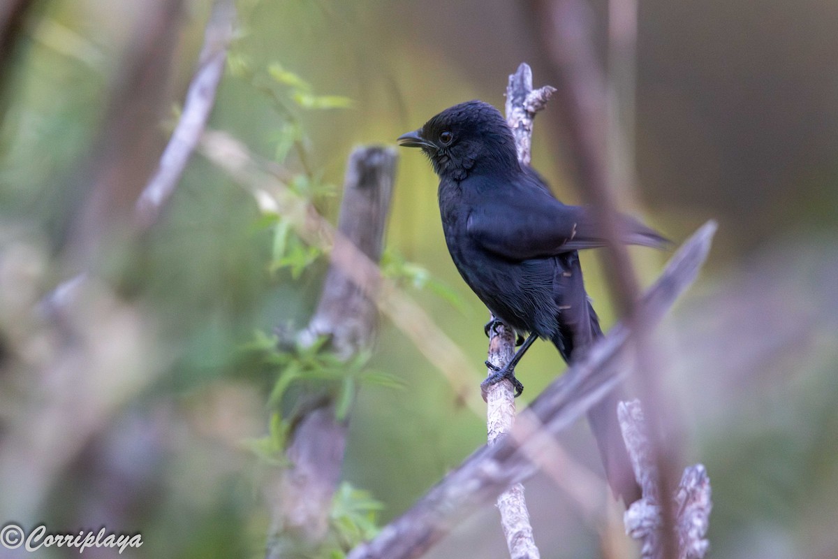 Northern Black-Flycatcher - ML647147146