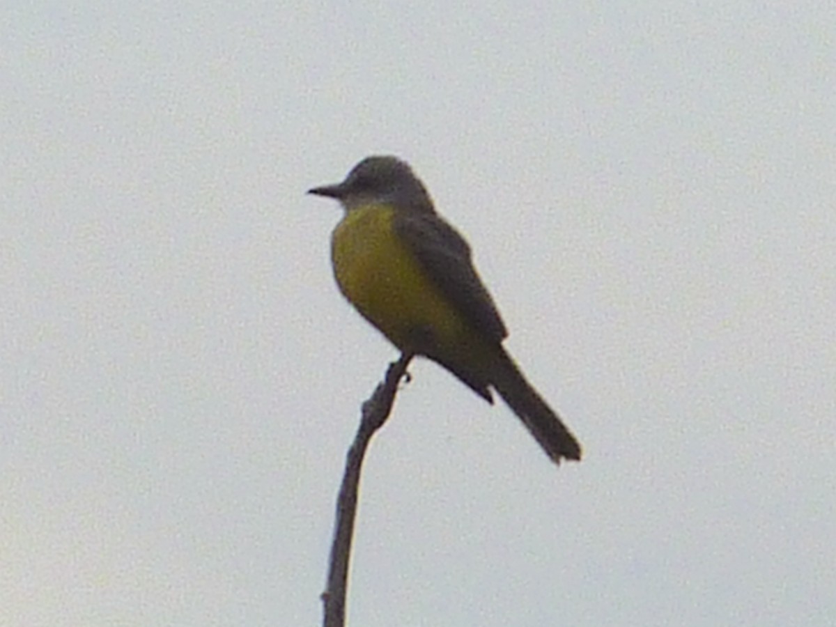 Tropical Kingbird - ML647147147