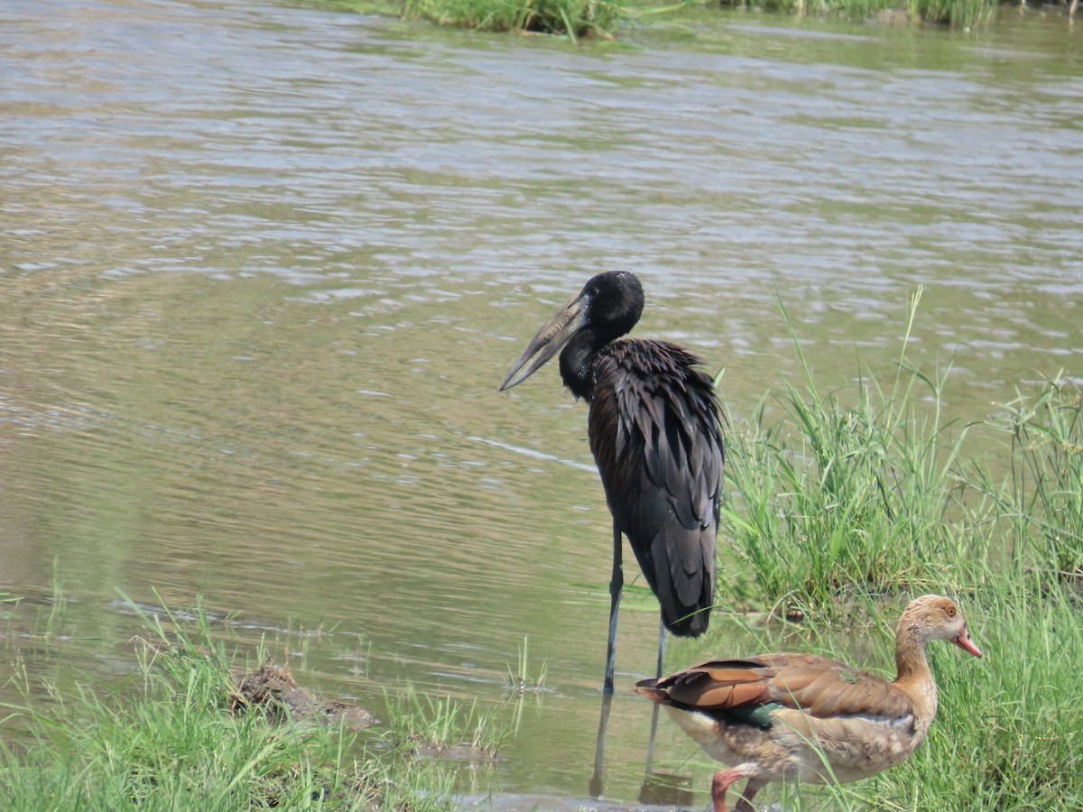 クロスキハシコウ - ML647147148