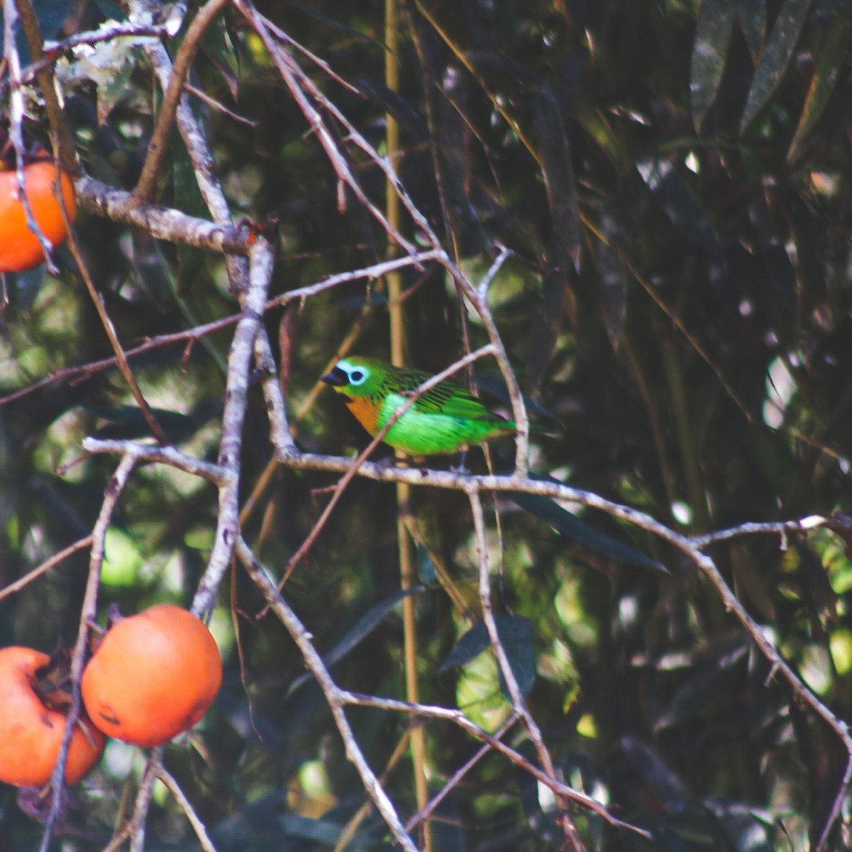 Brassy-breasted Tanager - ML647147156
