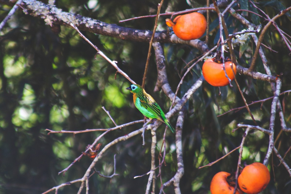 Brassy-breasted Tanager - ML647147157