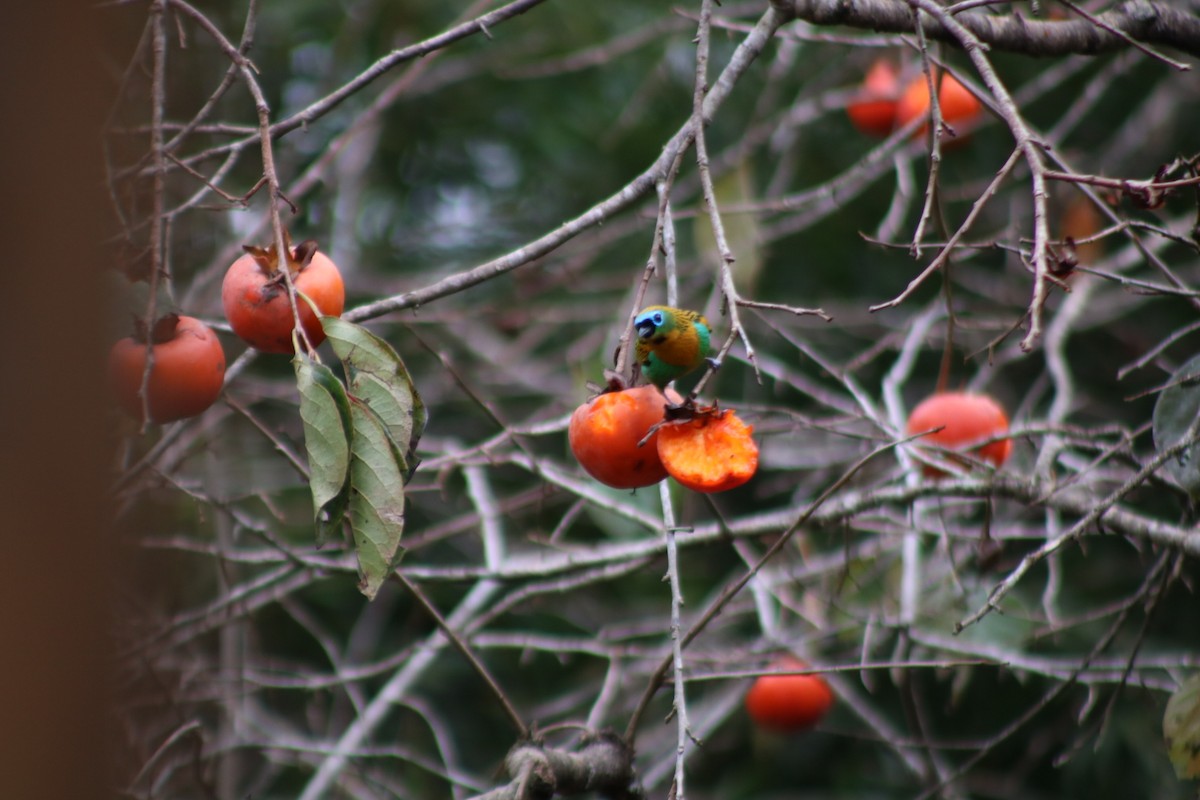 Brassy-breasted Tanager - ML647147158