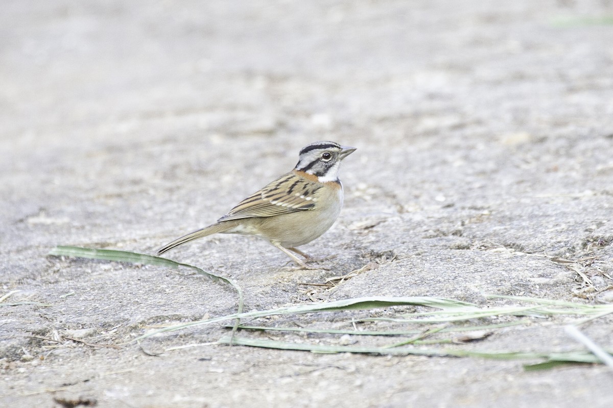 Rufous-collared Sparrow - ML647147159