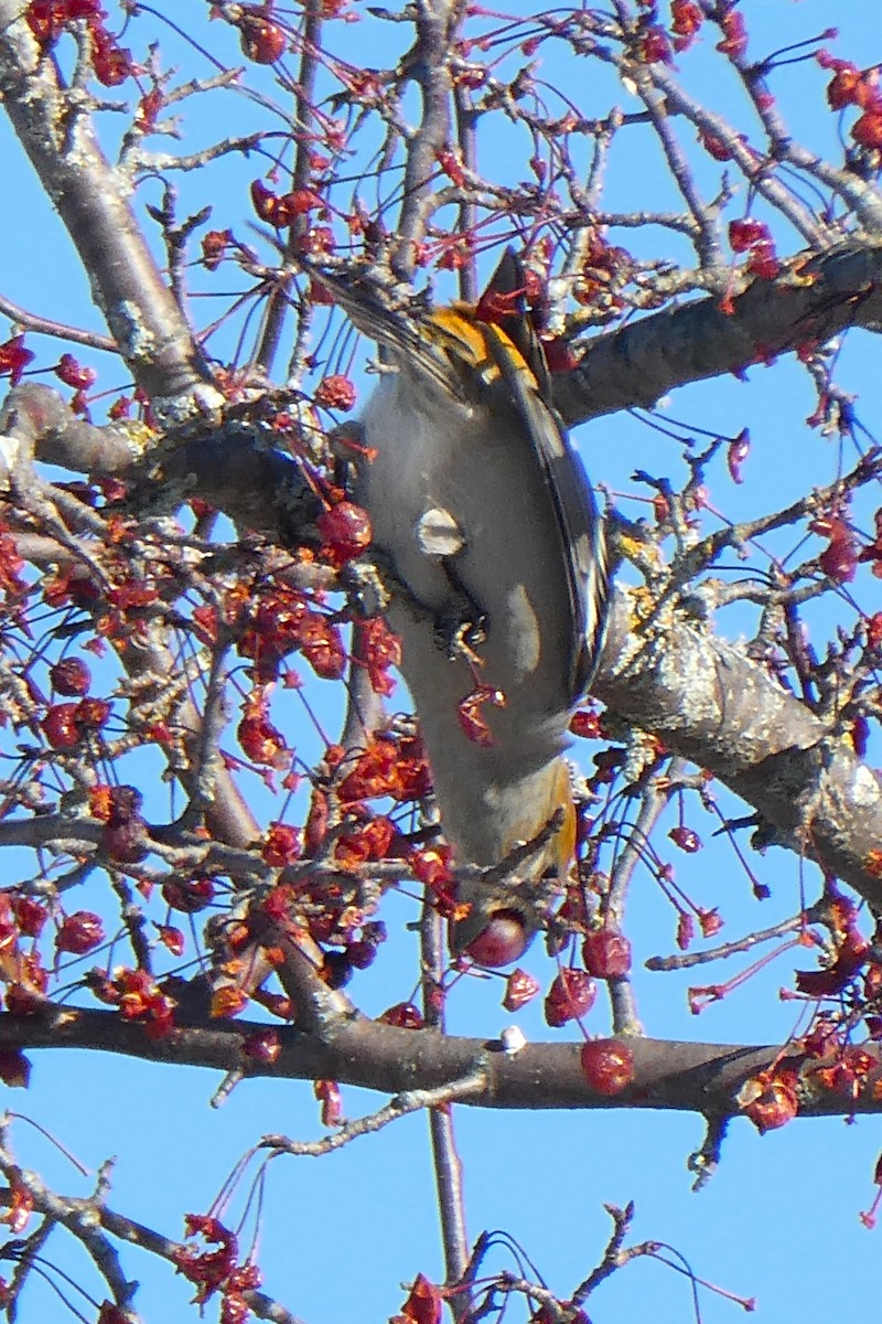 Hakengimpel - ML647147160