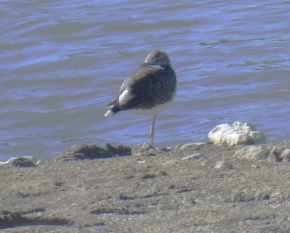 Greater Yellowlegs - ML647147162