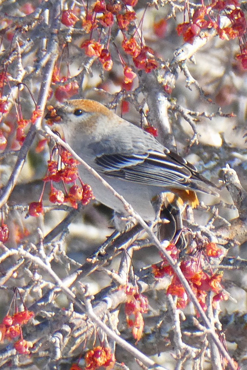 Hakengimpel - ML647147169