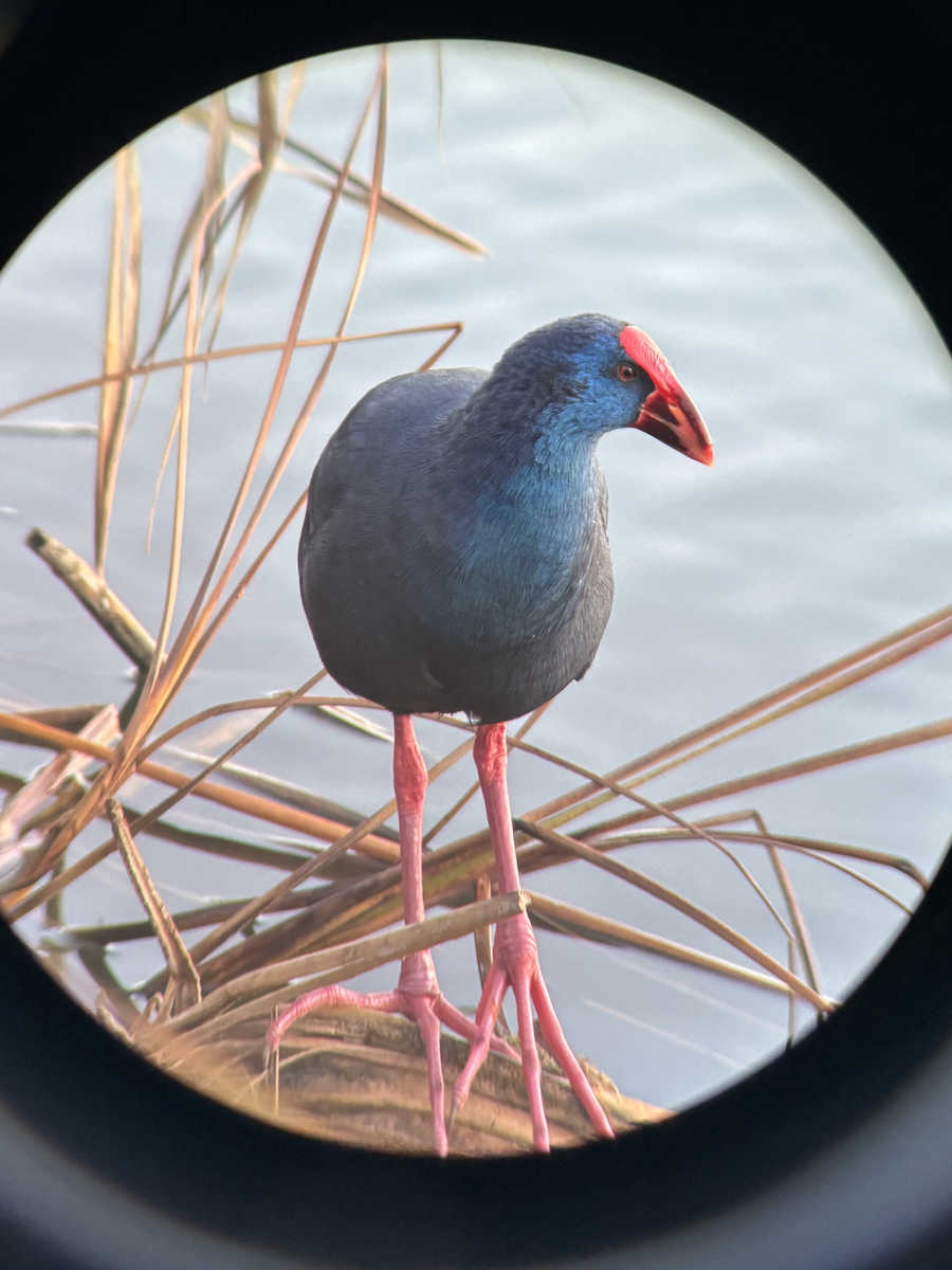 Western Swamphen - ML647147170
