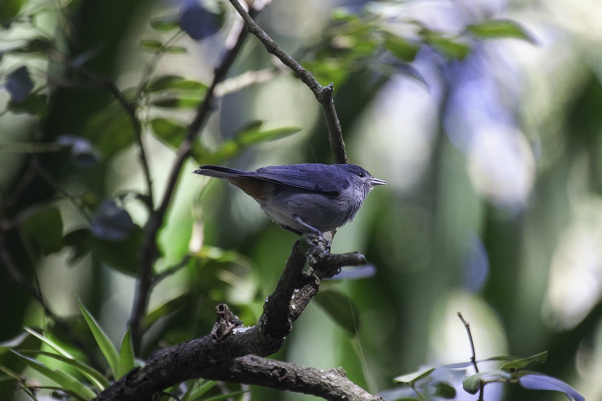 Chestnut-vented Conebill - ML647147172