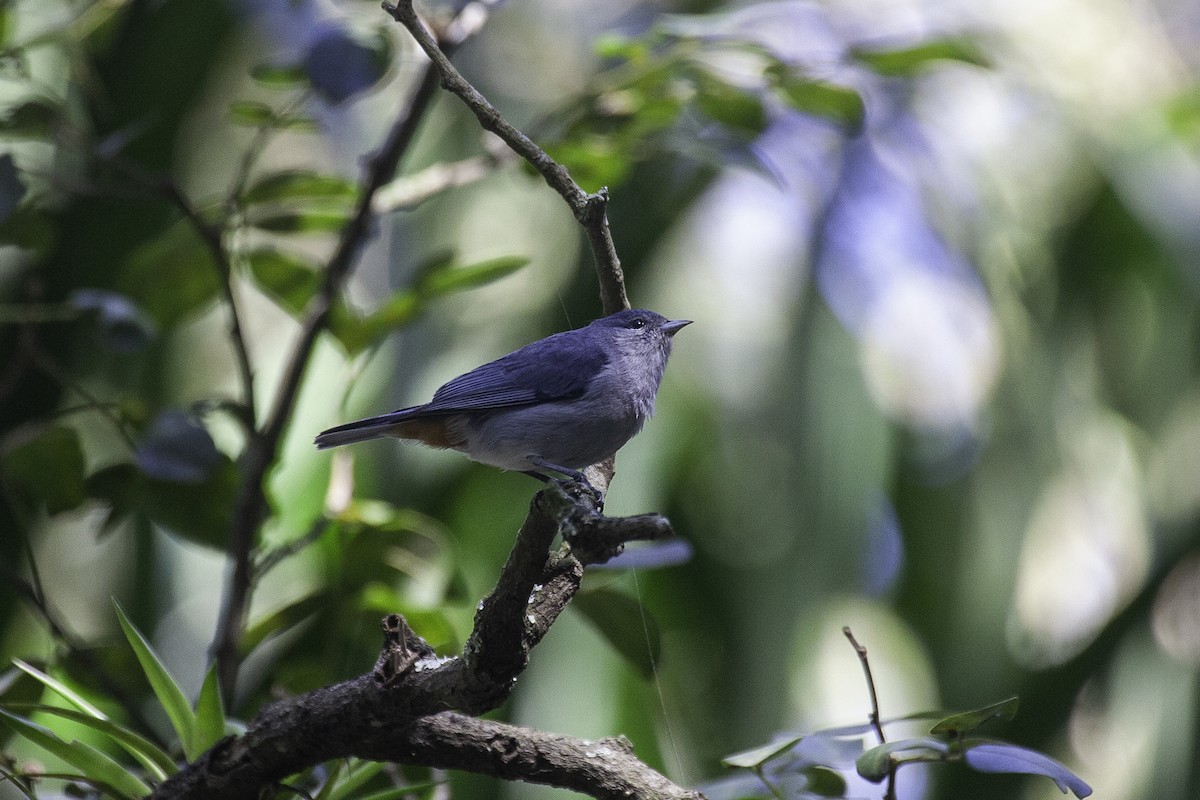 Chestnut-vented Conebill - ML647147173