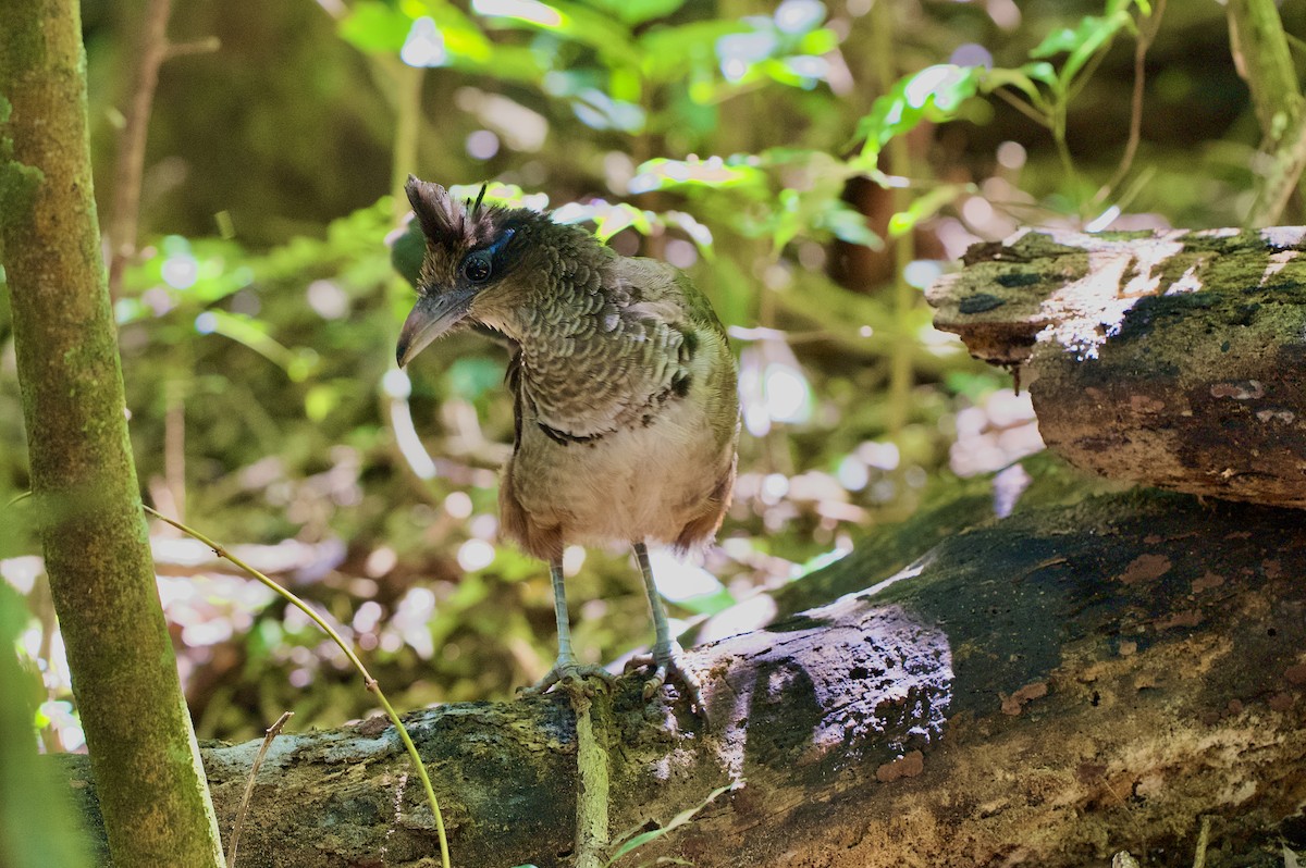 Rufous-vented Ground-Cuckoo - ML647147174