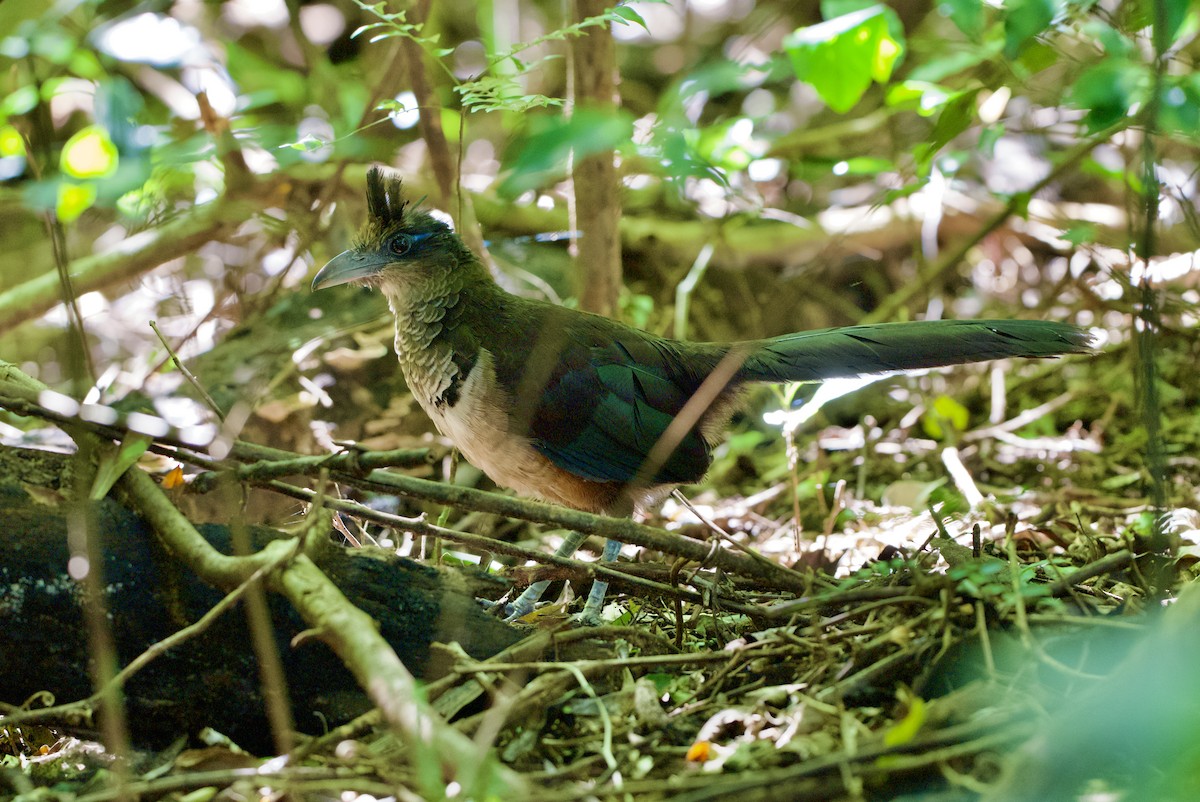 Rufous-vented Ground-Cuckoo - ML647147175