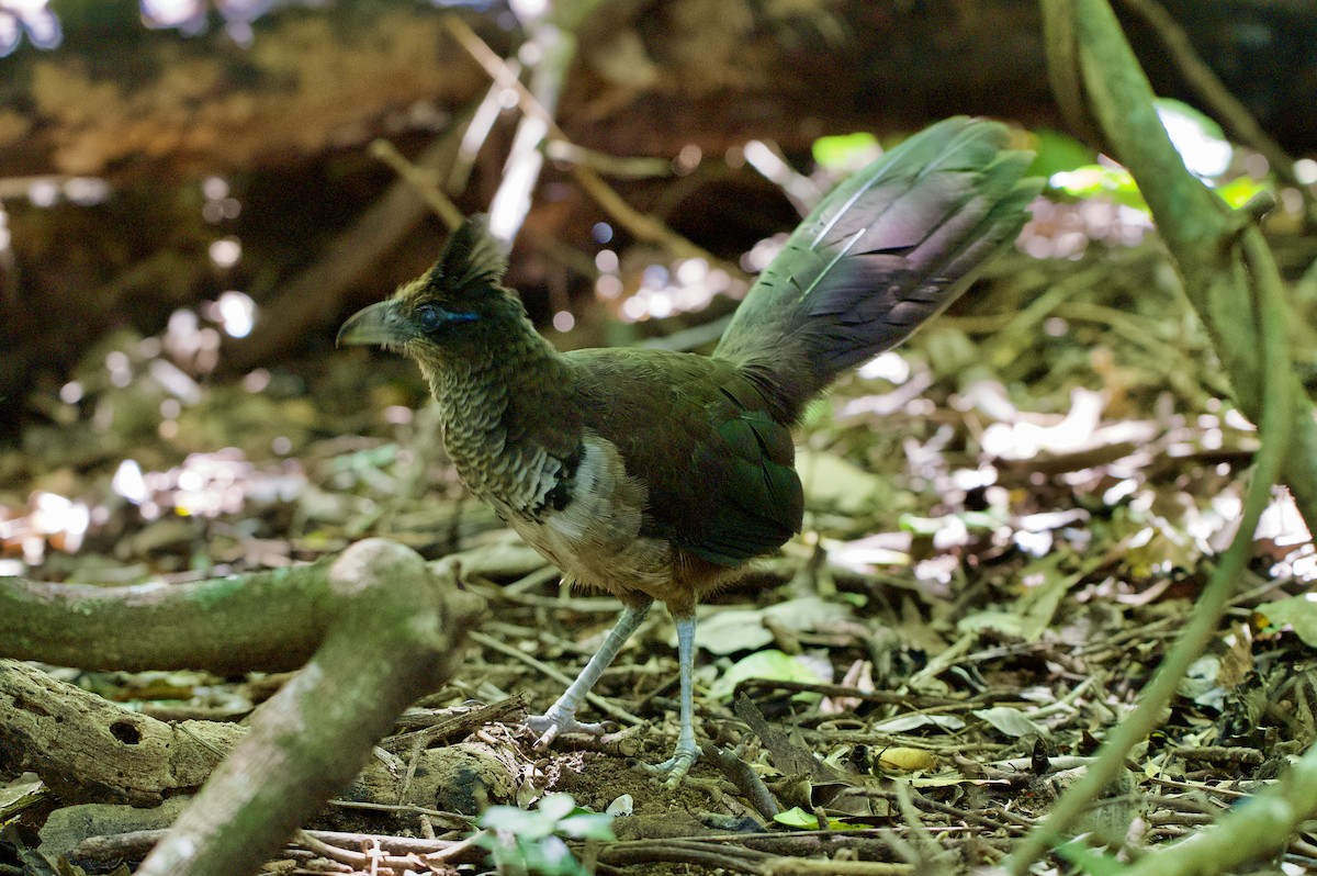 Rufous-vented Ground-Cuckoo - ML647147176