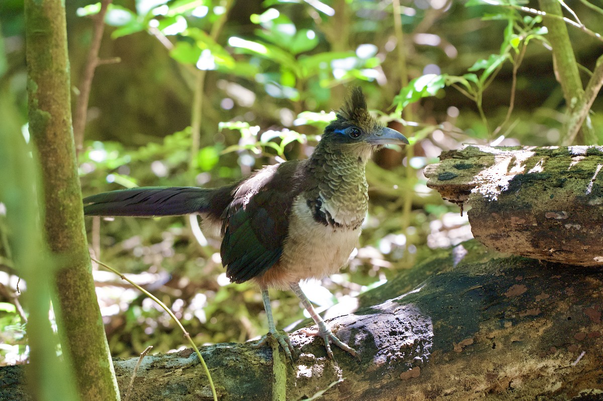 Rufous-vented Ground-Cuckoo - ML647147178