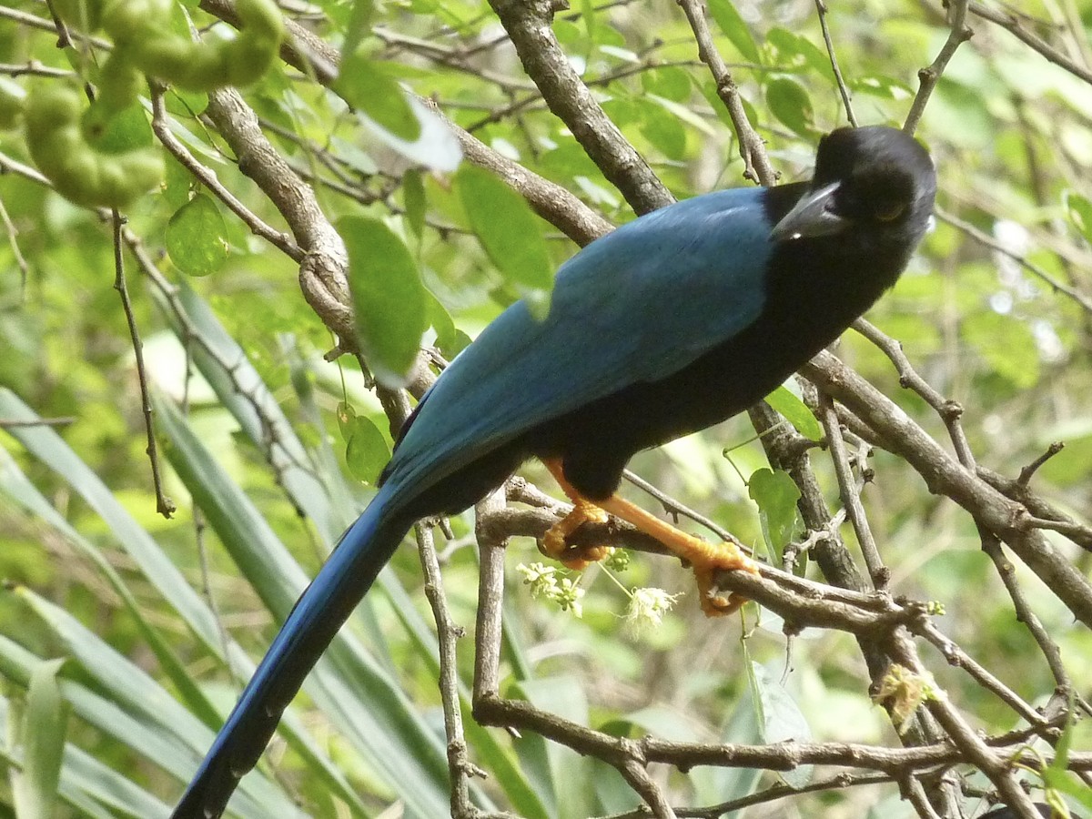 sojka yukatanská - ML647147182