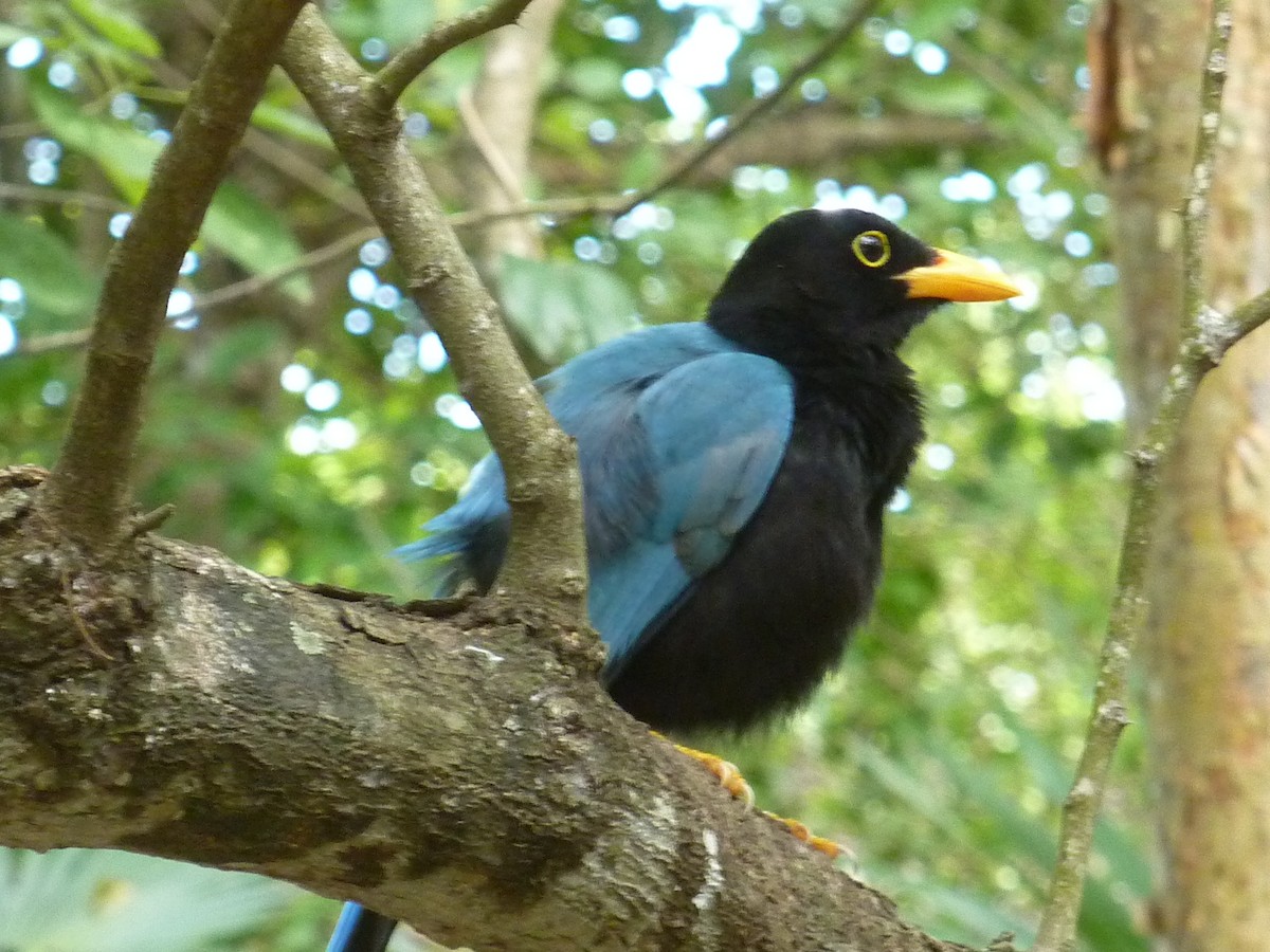 sojka yukatanská - ML647147183