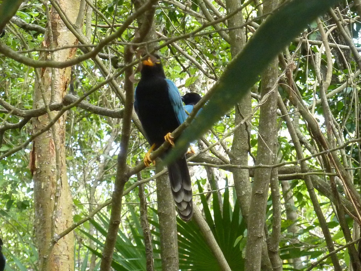 sojka yukatanská - ML647147184