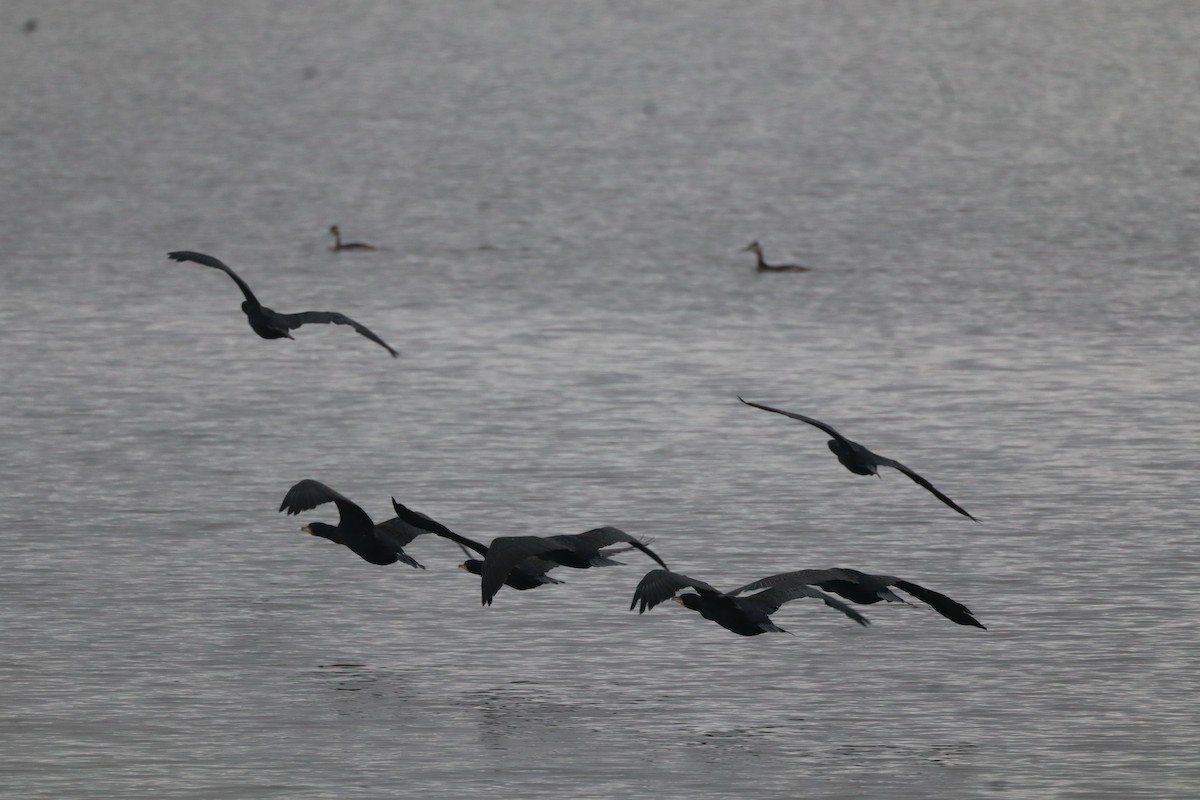 kormorán velký - ML647147187