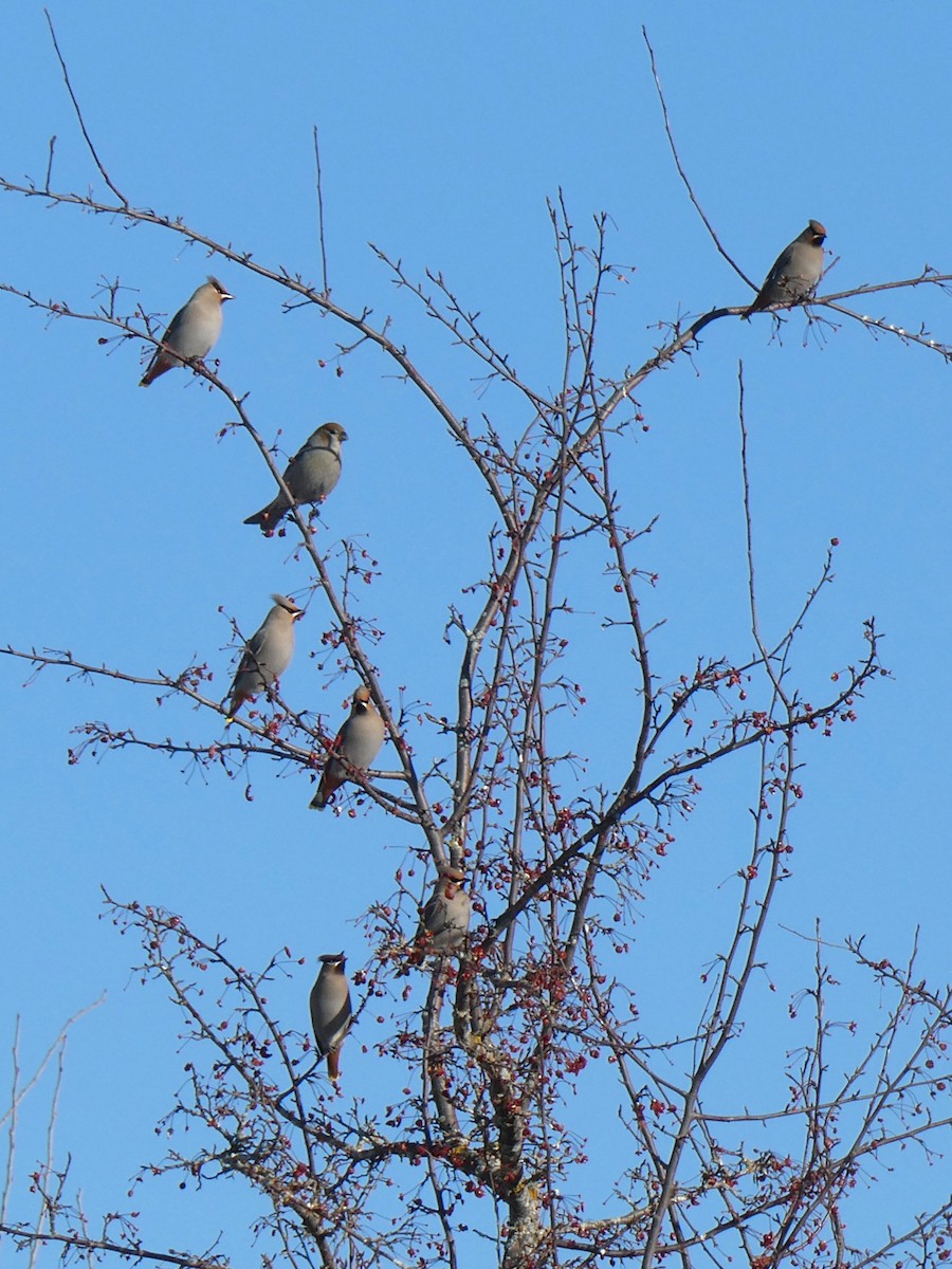 Hakengimpel - ML647147188