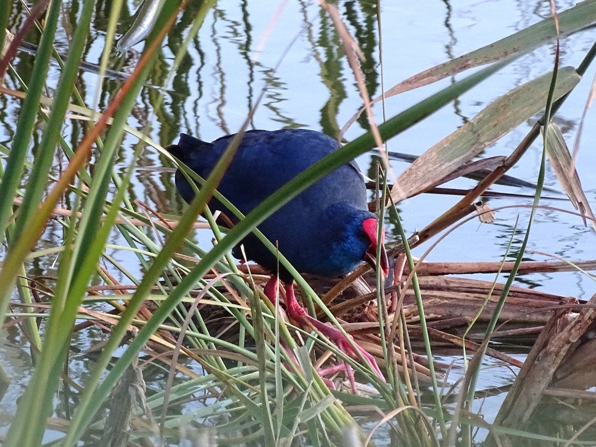 Western Swamphen - ML647147201