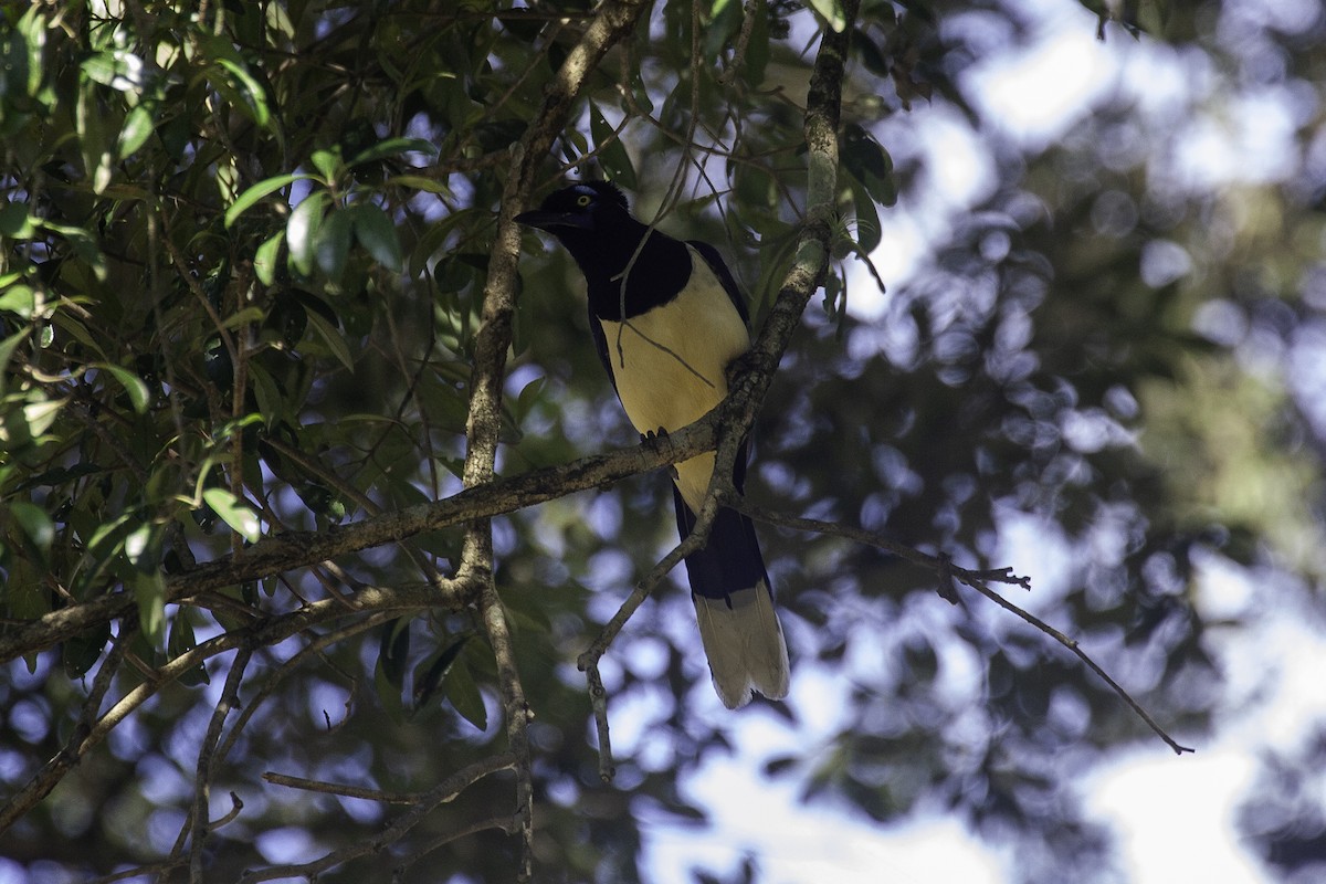 Plush-crested Jay - ML647147202