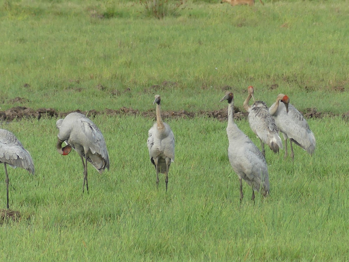 Brolga - ML647147203