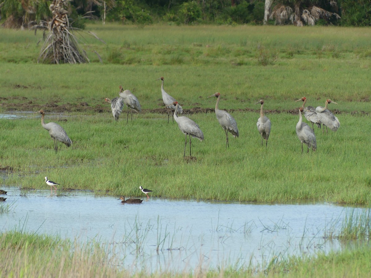 Brolga - ML647147204