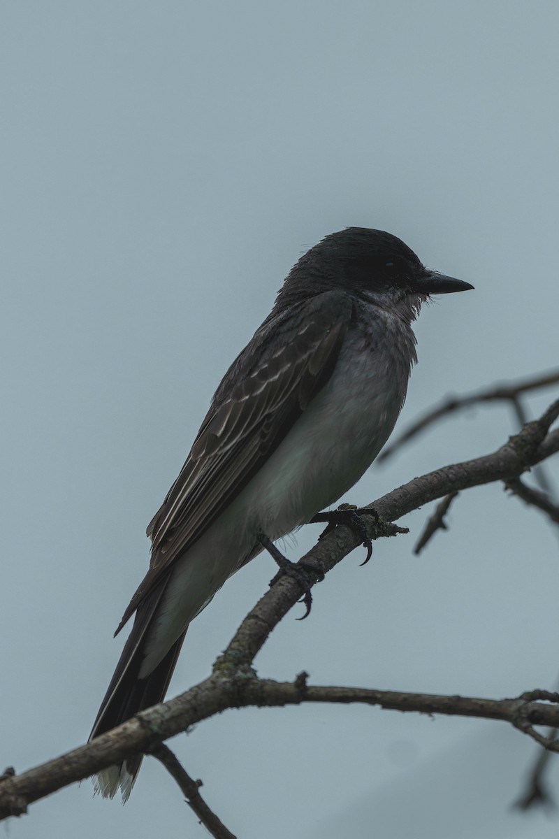 Tyran tritri - ML647147205