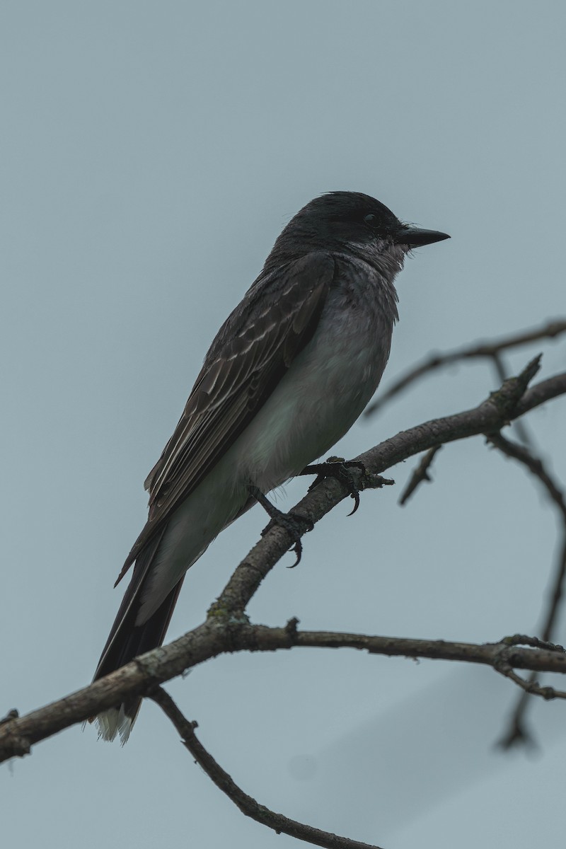 Tyran tritri - ML647147206