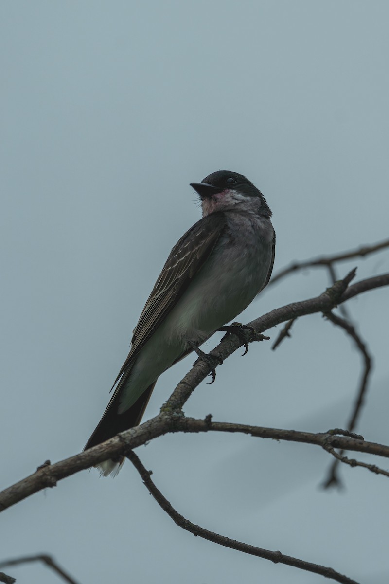 Tyran tritri - ML647147207