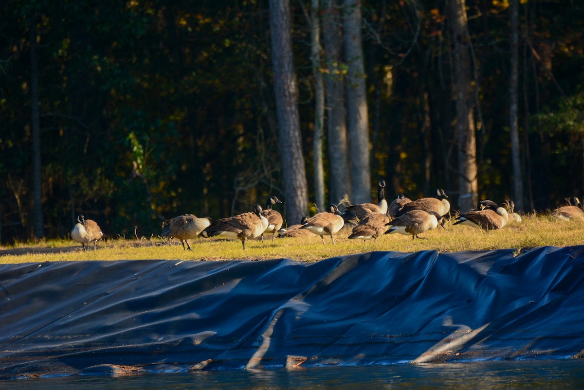Canada Goose - ML647147208