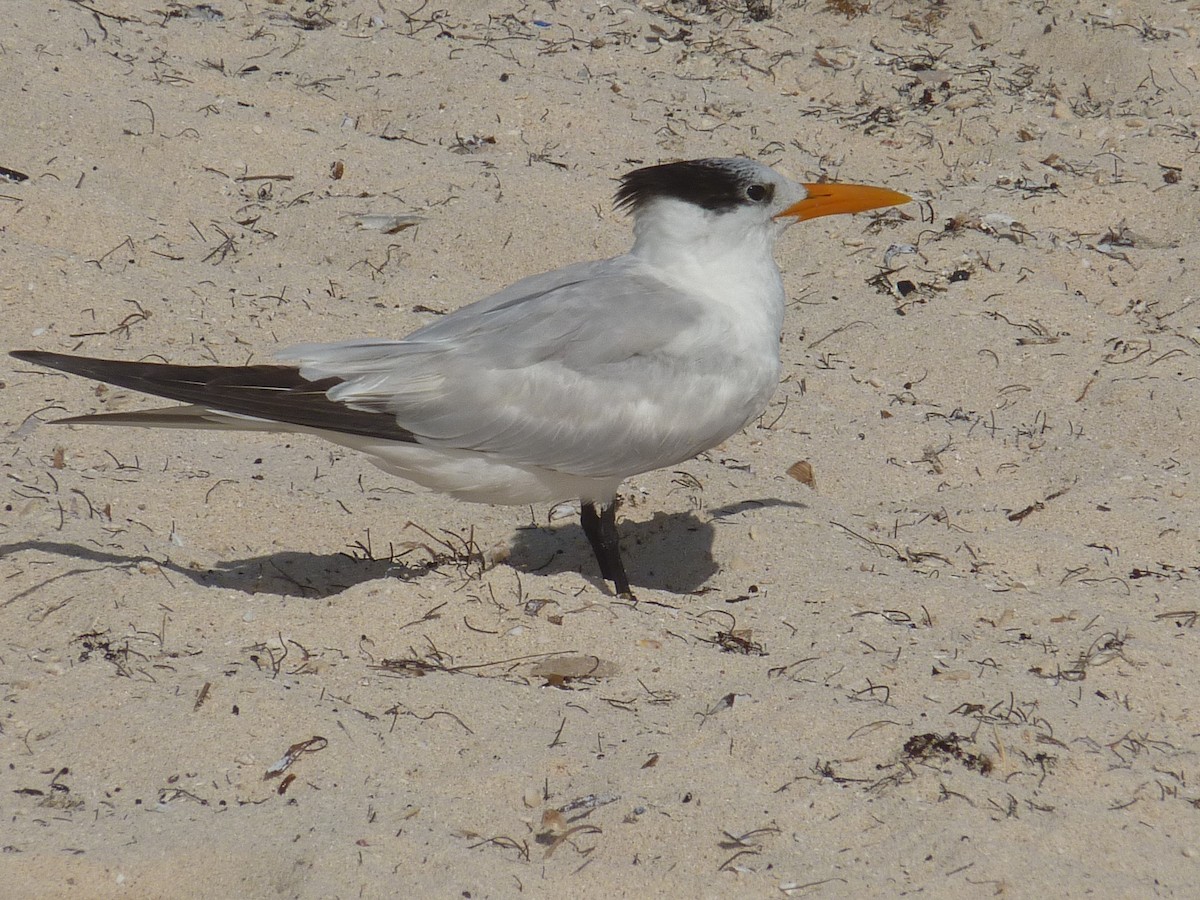 rybák královský - ML647147210