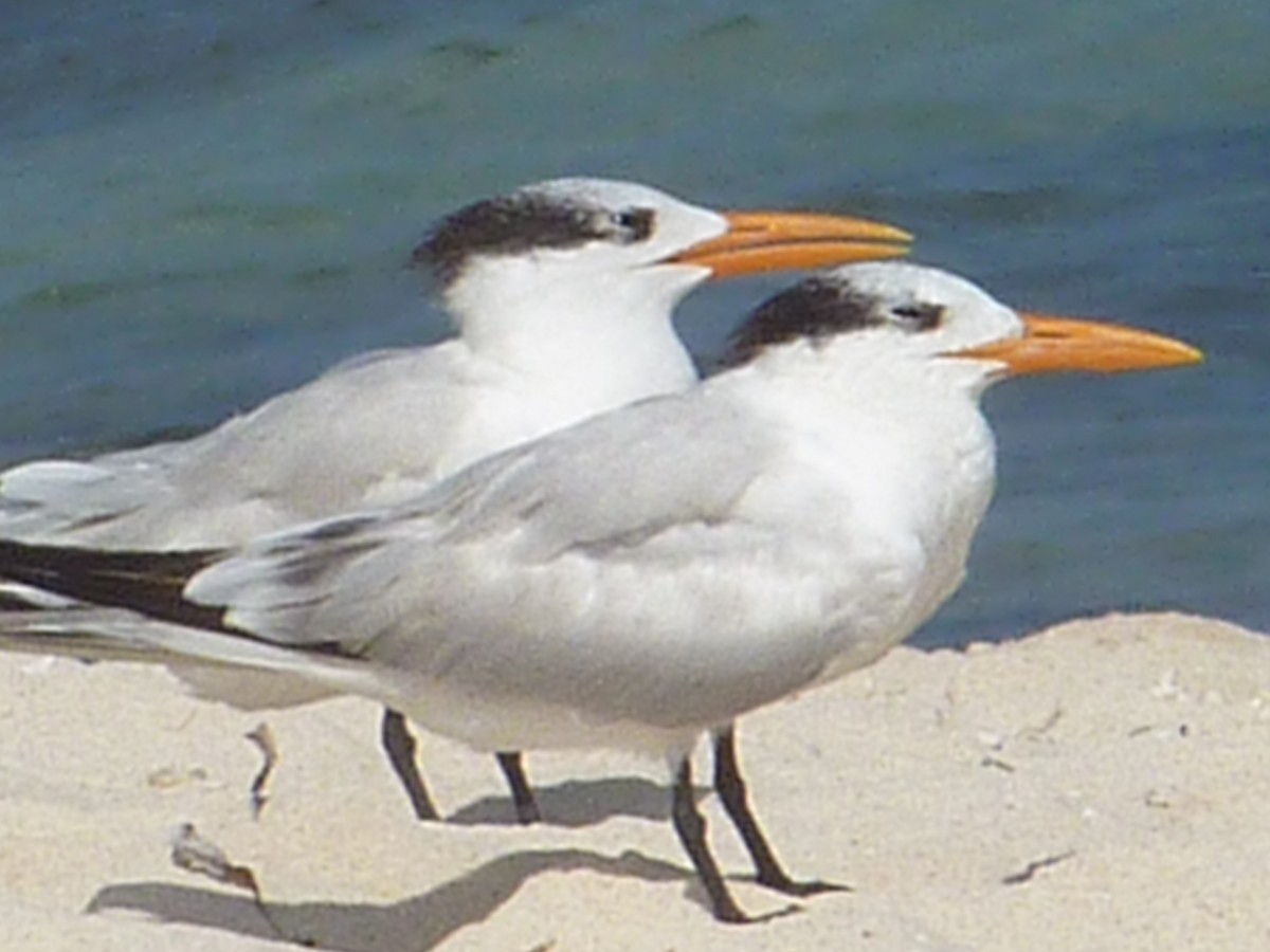 rybák královský - ML647147211